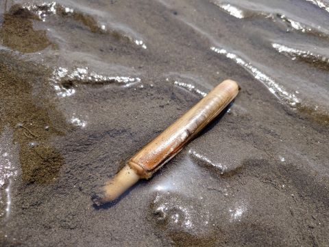 a photo of Razor clam (Mategai)