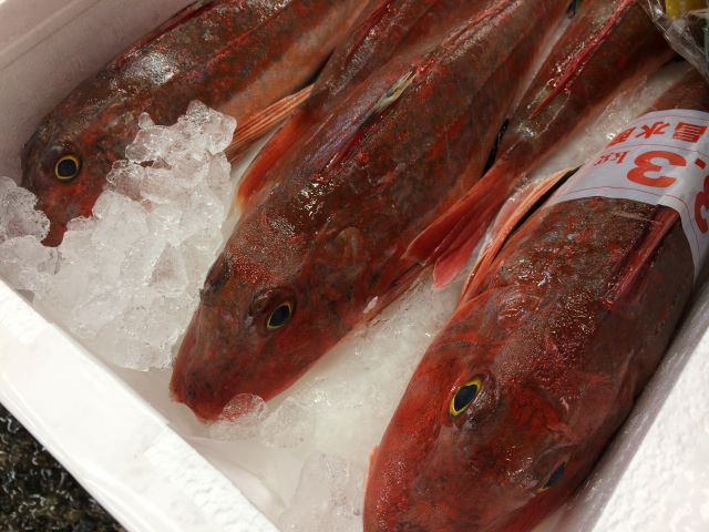 a photo of Red gurnard (Houbou)