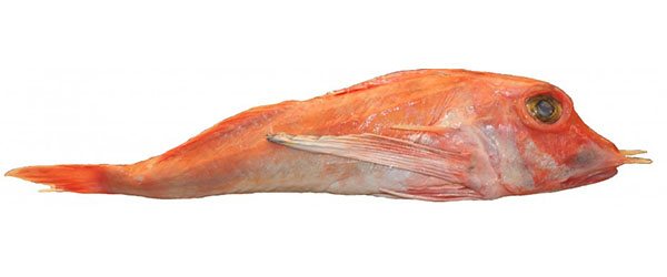 A photo of Red Gurnard (Minamihoubou)