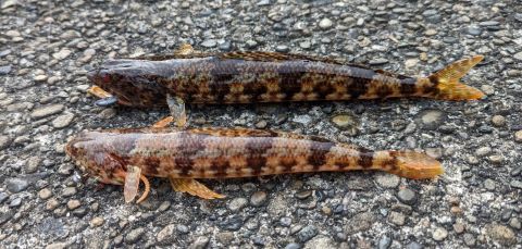 a photo of Red lizardfish (Akaeso)