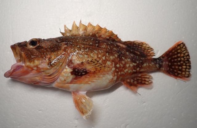 A photo of Red marbled rockfish (Ukkarikasago)