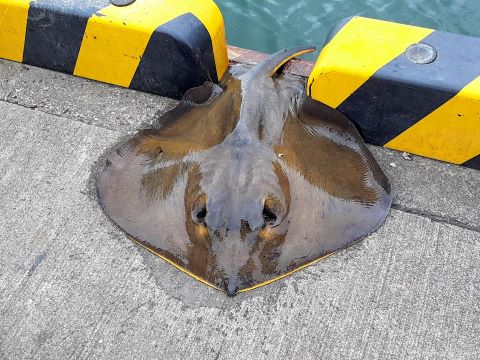 a photo of Red stingray (Akaei)
