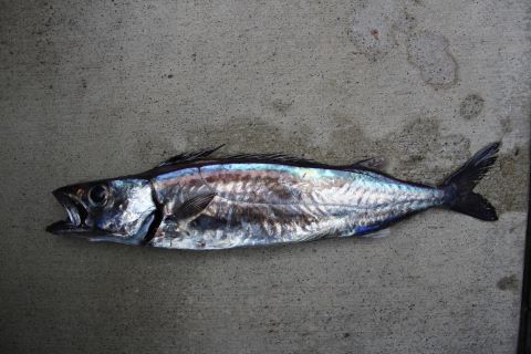 a photo of Roudi escolar (Kuroshibikamasu)