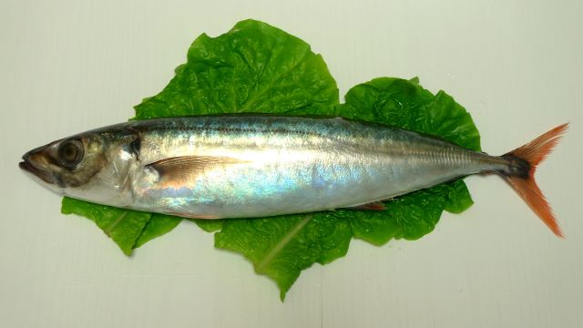a photo of Roughear scad (Oakamuro)
