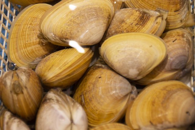 a photo of Round clam (Aoyagi)