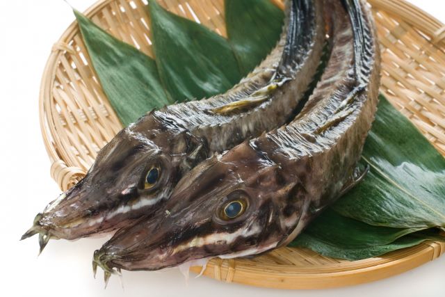 a photo of Sailfin poacher (Hakkaku)
