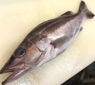 a photo of Sawedged perch (Ara)
