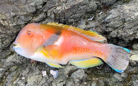 a photo of Scarbreast tuskfin (Ira)