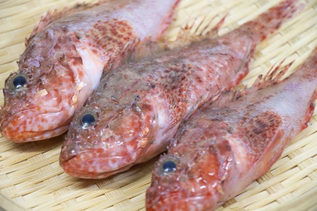 A photo of Scorpionfish (Izukasago)