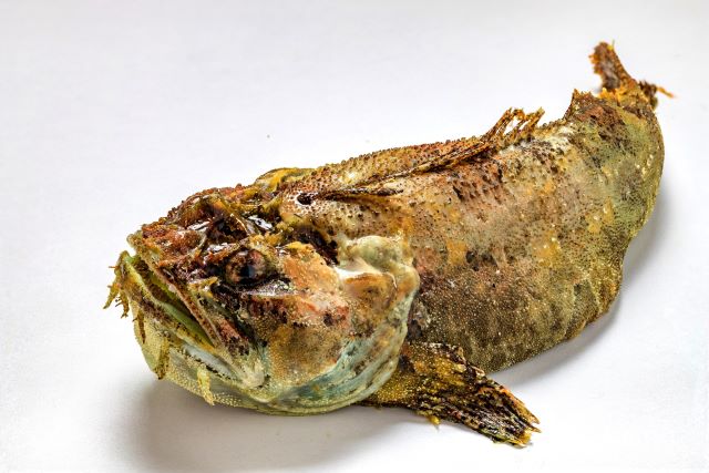 a photo of Shaggy sea raven (Kemushikajika)