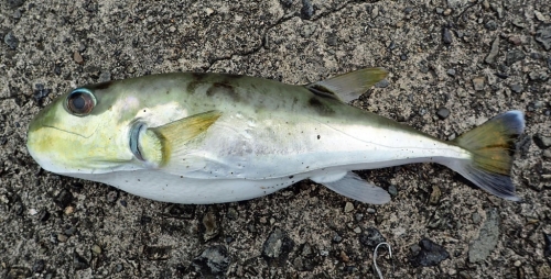 A photo of Half-smooth golden pufferfish (Shirosabafugu)