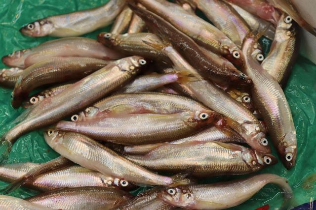 a photo of Shishamo smelt