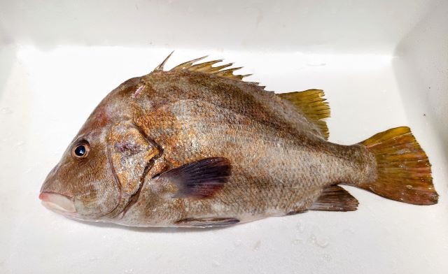 a photo of Short Barbeled Velvetchin (Higesoridai)