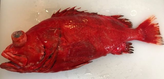 A photo of Shortraker rockfish (Hireguromenuke)