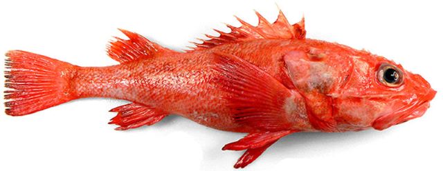 A photo of Shortspine thornyhead (Arasukakichiji)