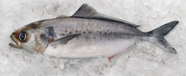 A photo of Silver Warehou (Silver)