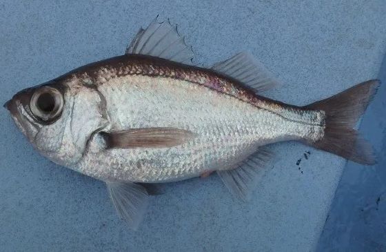A photo of Silverbelly seaperch (Wakiyahata)