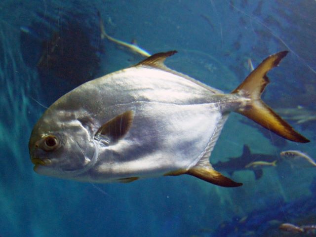 A photo of Snubnose pompano (Marukoban)