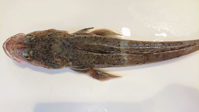 a photo of Spot eye flathead (Wanigochi)