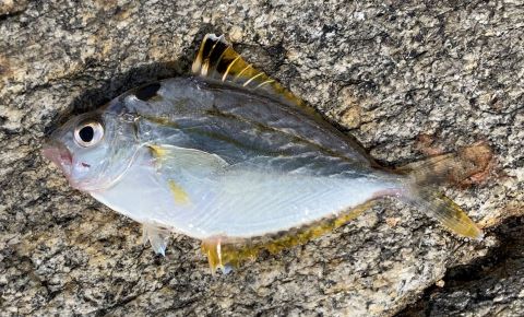 a photo of Spotnape ponyfish (Hiiragi)