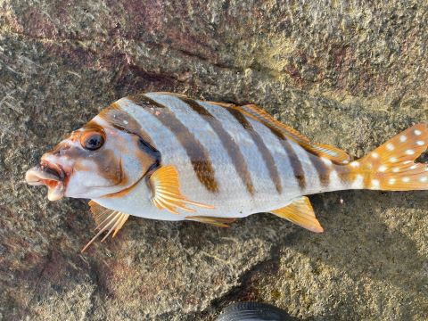 a photo of Spottedtail morwong (Takanohadai)