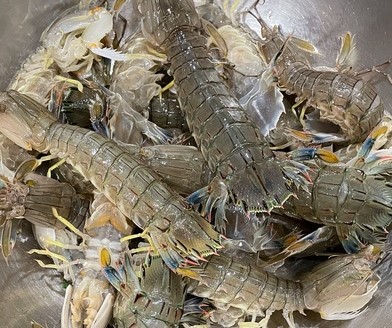 a photo of Squilla (Shako)