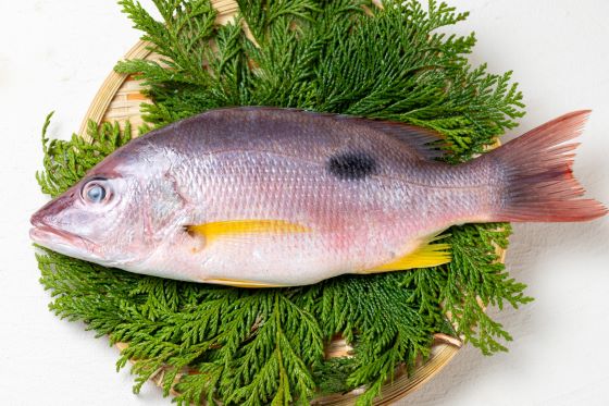 a photo of Star snapper (Fuedai)