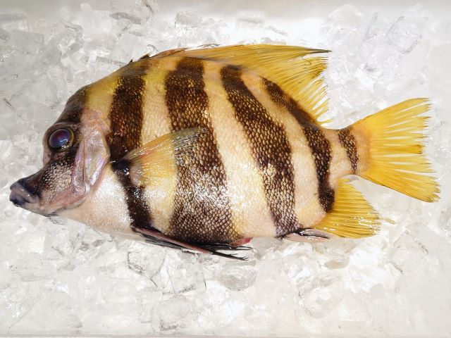 A photo of Striped boarfish (Tengudai)