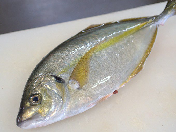 a photo of Striped jack (Shima aji)