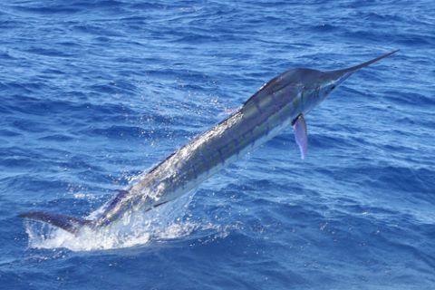 a photo of Striped marlin (Makajiki)