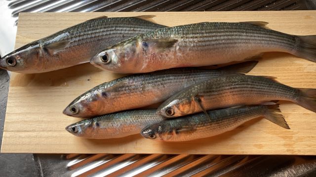 a photo of Striped mullet (Bora)