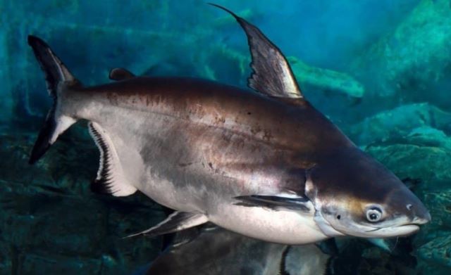 A photo of Pangasius (Swai)