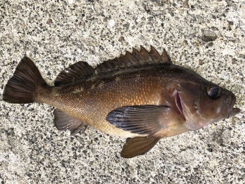 a photo of Threestripe rockfish (Shimazoi)