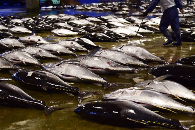 a photo of bluefin tuna