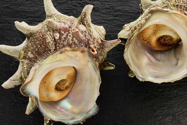 a photo of turban shell