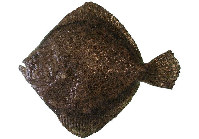 A photo of Turbot (Ishibirame)