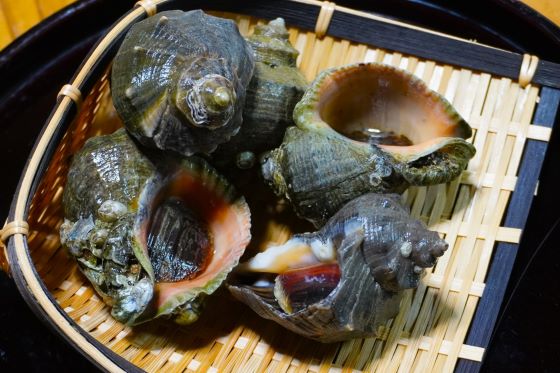 a photo of Veined rapa whelk (Akanishi)