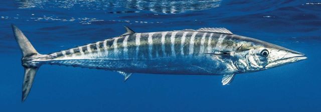 A photo of Wahoo (Kamasusawara)