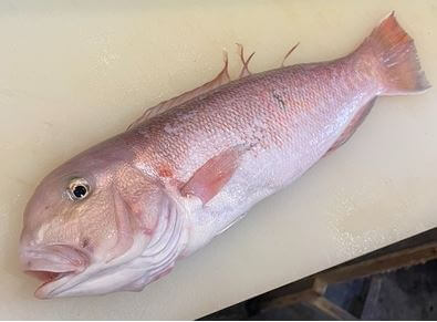 a photo of White horsehead (Shiro amadai)