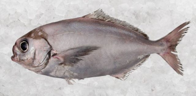 A photo of White Warehou (Okimedai)