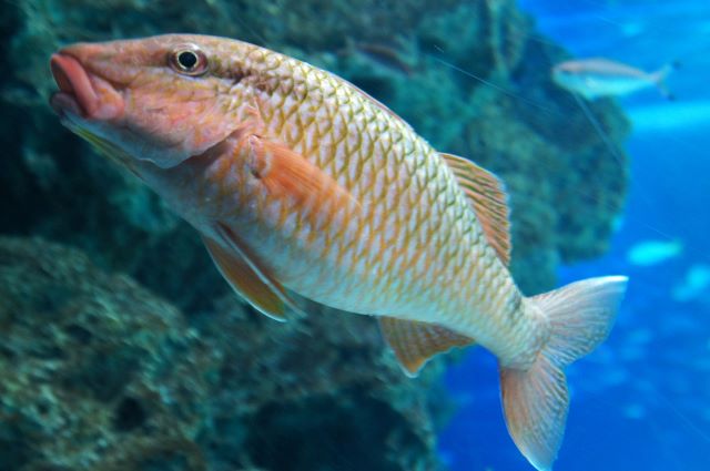 a photo of Whitesaddle goatfish (Houraihimeji)