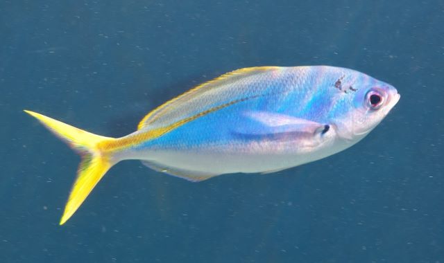 a photo of Yellow and blueback fusilier (Umeiromodoki)