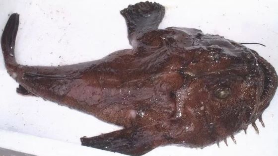 A photo of Yellow goosefish (Kiankou)