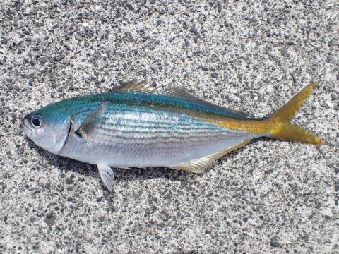 a photo of Yellow-striped butterfish (Takabe)