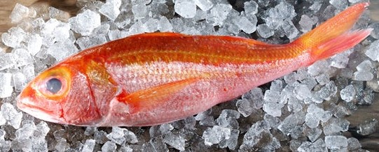 A photo of Yellowstriped ruby snapper (Hachijoakamutsu)