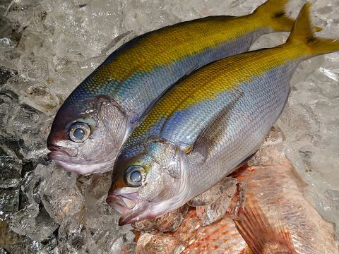 a photo of Yellowtail blue snapper (Umeiro)