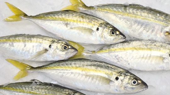 A photo of Yellowtail horse mackerel