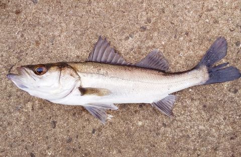 a photo of Young Japanese sea bass (Seig